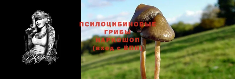 наркошоп  Балей  Галлюциногенные грибы Psilocybe 